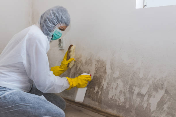 Best Basement Mold Removal  in White Meadow Lake, NJ