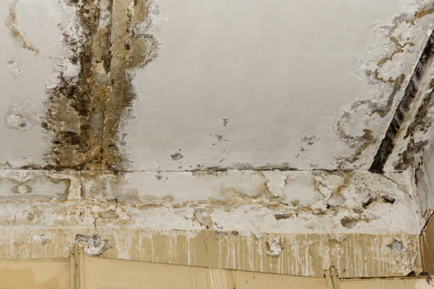 Best Water Damage & Mold Remediation  in White Meadow Lake, NJ
