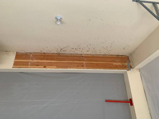 Best Asbestos and Lead Testing During Mold Inspection  in White Meadow Lake, NJ