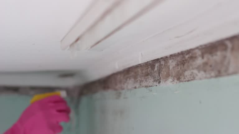 Best Mold Odor Removal Services  in White Meadow Lake, NJ